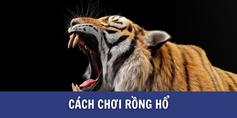Cách chơi rồng hổ